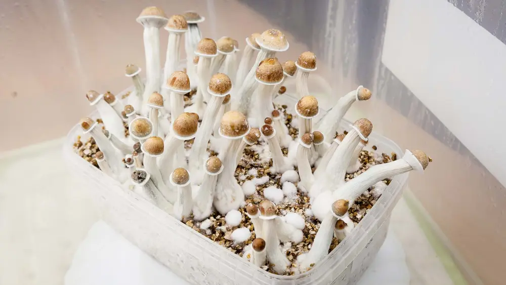 diff&eacute;rents kits de culture de champignons et growkits pour un usage &agrave; domicile
