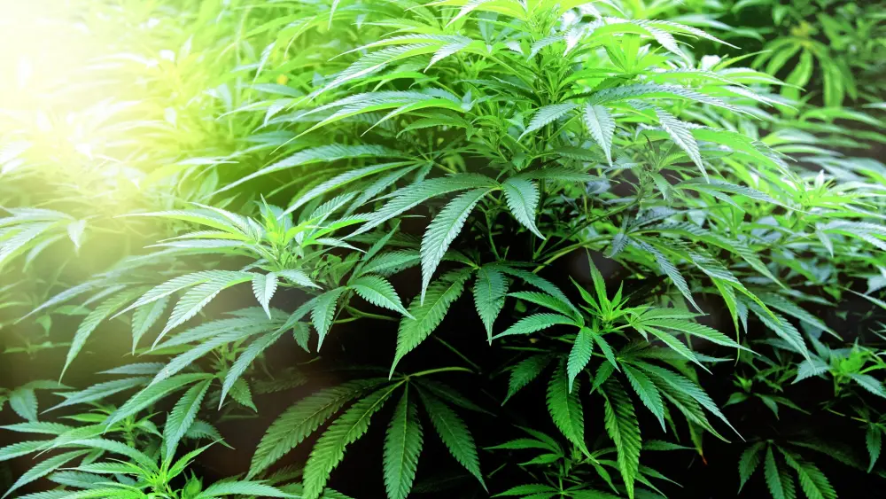 Culture de cannabis en extérieur