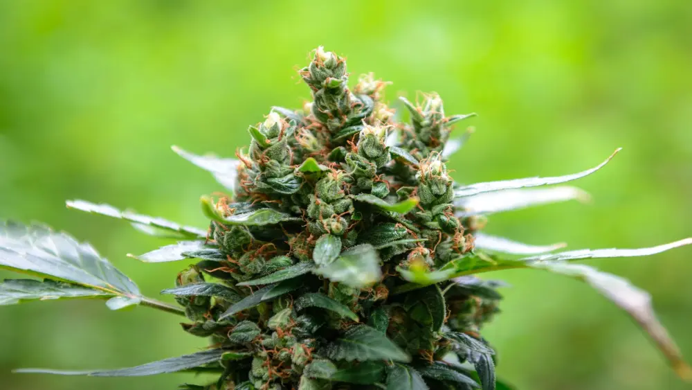 meilleur endroit pour cultiver du cannabis en extérieur