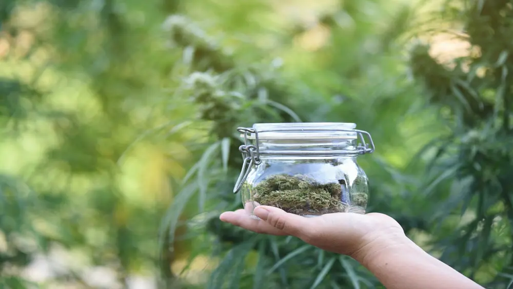 culture en pot ou en pleine terre ?