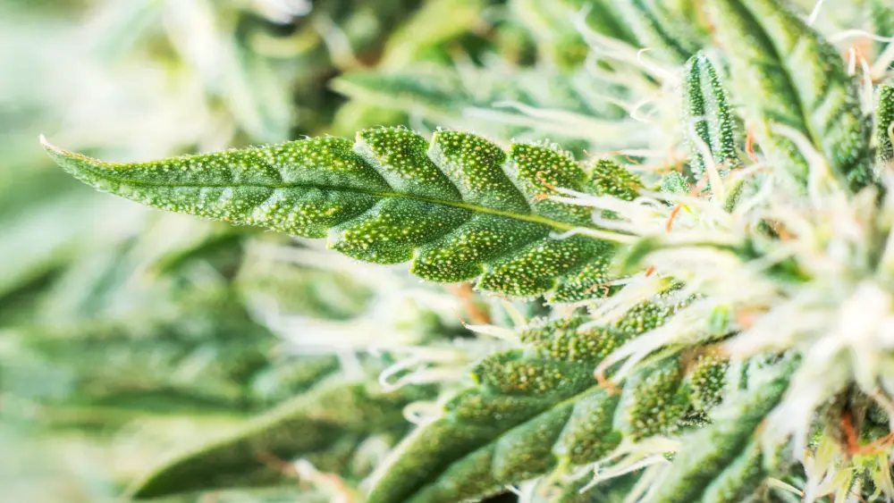 cannabis extract