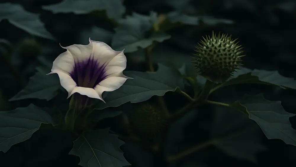 Le datura est une plante potentiellement mortelle.