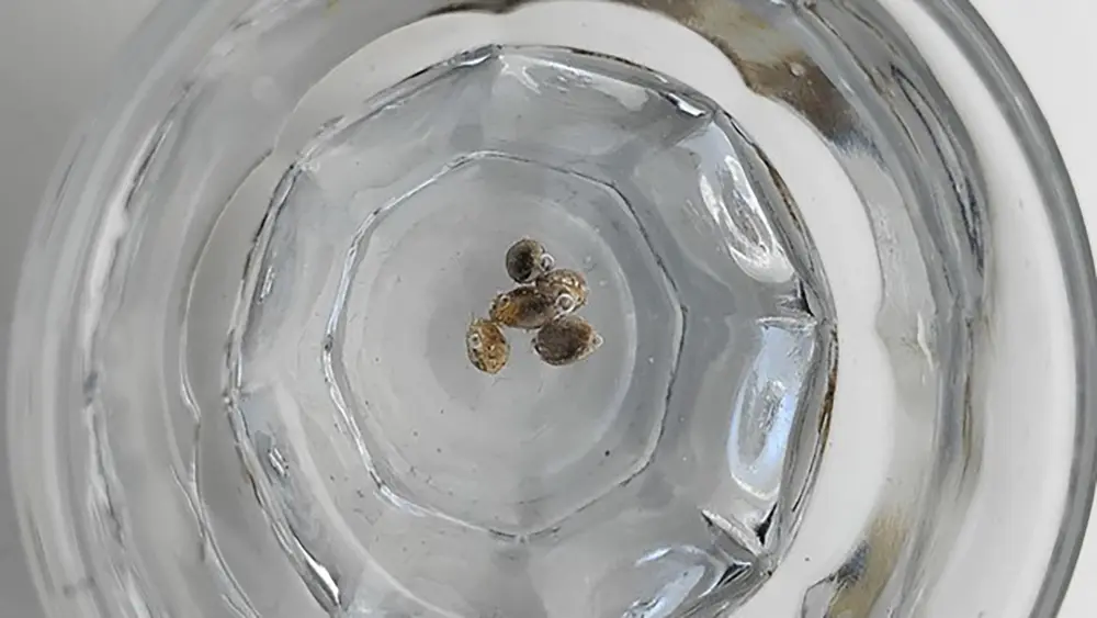 La méthode du verre ou du gobelet d’eau est l’une des façons les plus simples de faire germer des graines de marijuana.