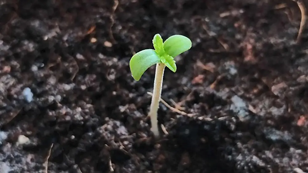 Ce semis a été planté directement dans un mélange de compost et de turricules de vers