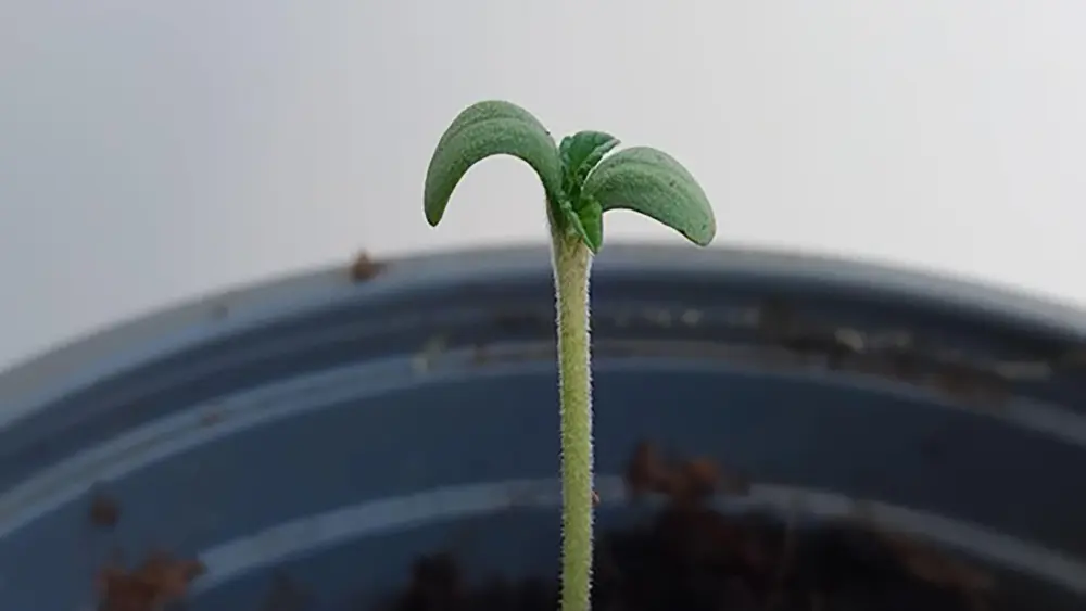 Un semis de cannabis en bonne santé sorti de terre depuis plusieurs jours