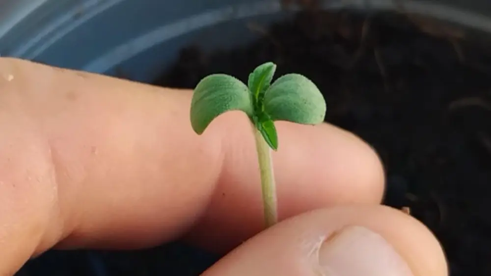 Les semis de cannabis sont très délicats et doivent être manipulés avec précaution
