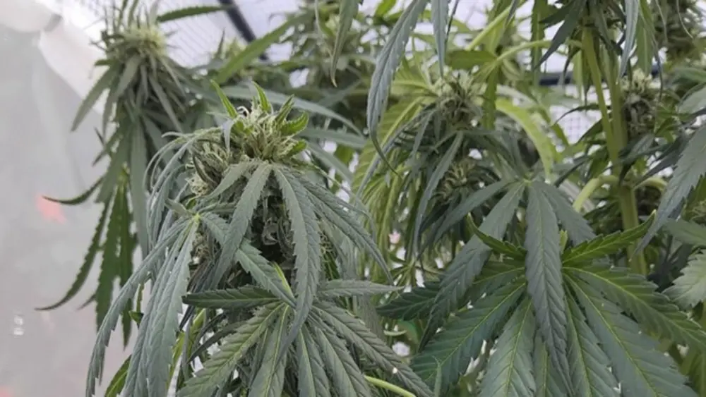 Cette plante a été sous-arrosée, ce qui entraîne des feuilles tombantes