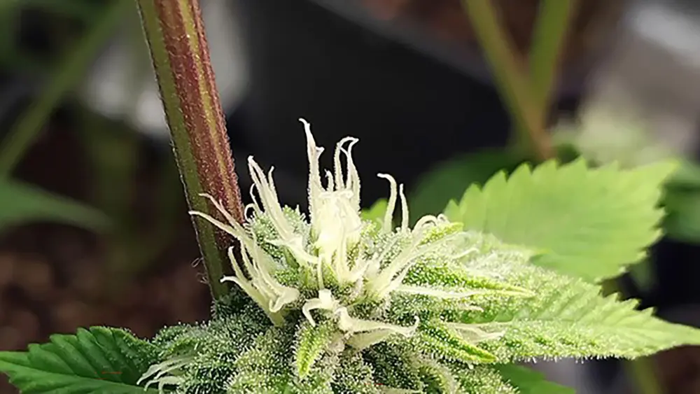 La tige de cette plante est devenue violette, indiquant des problèmes nutritionnels