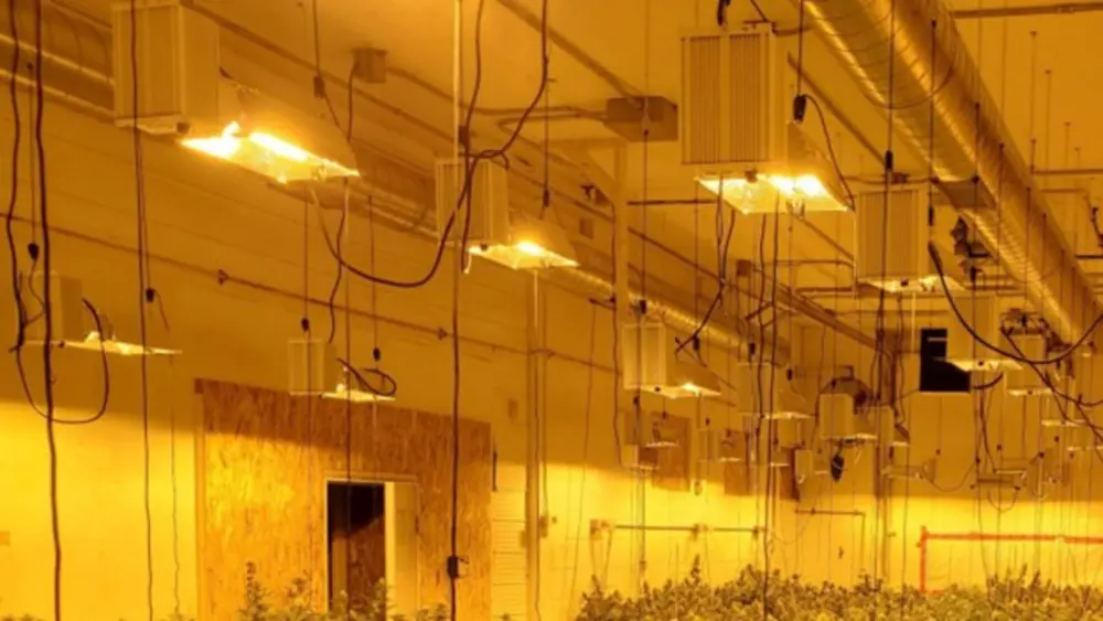 Grande installation de culture de cannabis en intérieur utilisant des lampes MH et HPS pour un développement complet du spectre lumineux