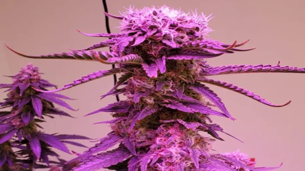 Plant de cannabis cultivé en intérieur sous une lampe LED à spectre complet avec un PAR optimal