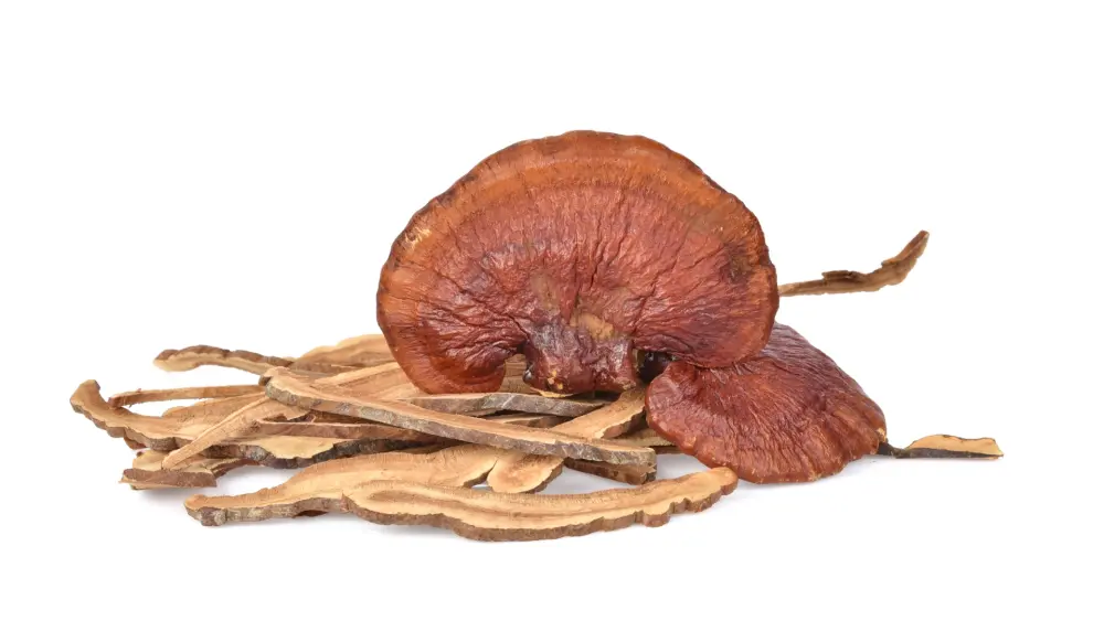 medicinale paddenstoelen