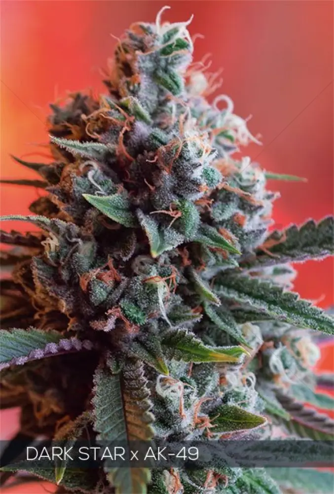 Dark Star x AK-49 (Vision Seeds) Féminisée