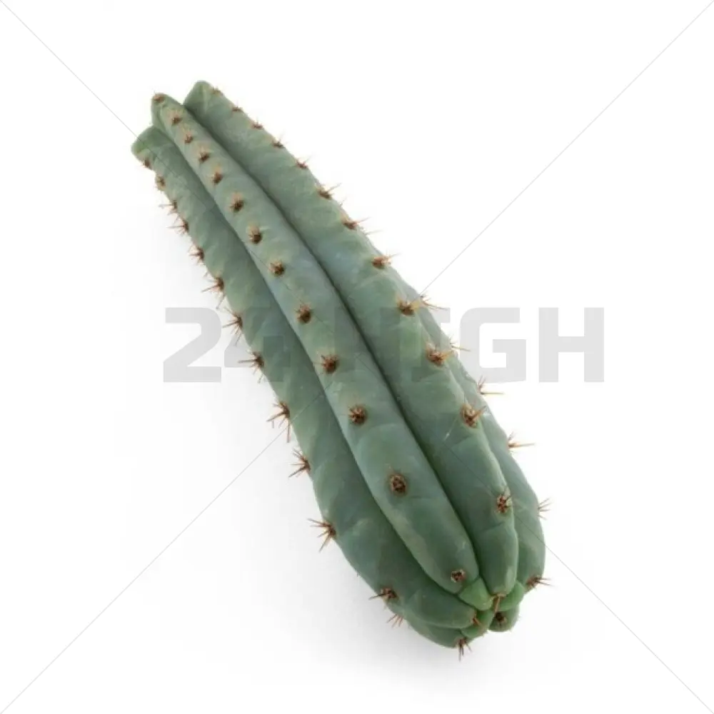 Bouture de San Pedro Macrogona (Trichocereus) 25–35 cm