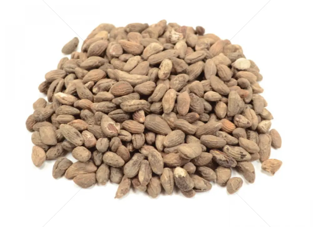 Voacanga Africana graines - 5 Grammes