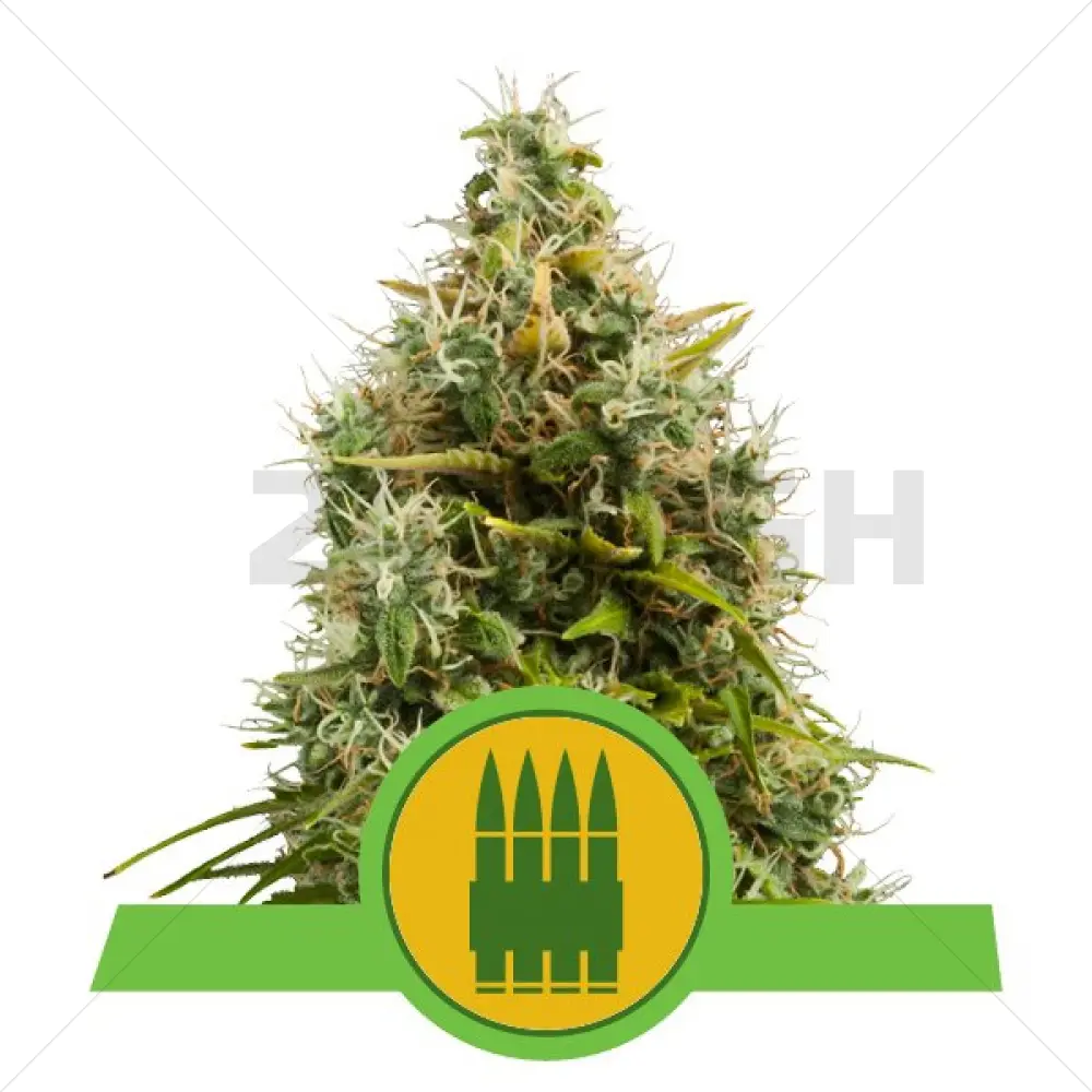 Royal AK Automatic (RQS)