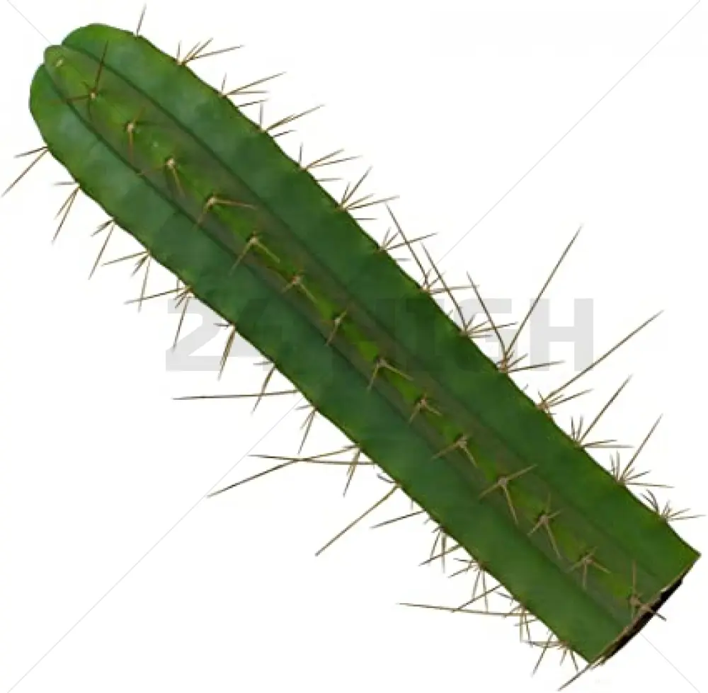 Bouture de San Pedro Bridgesii (Trichocereus) 25–35 cm