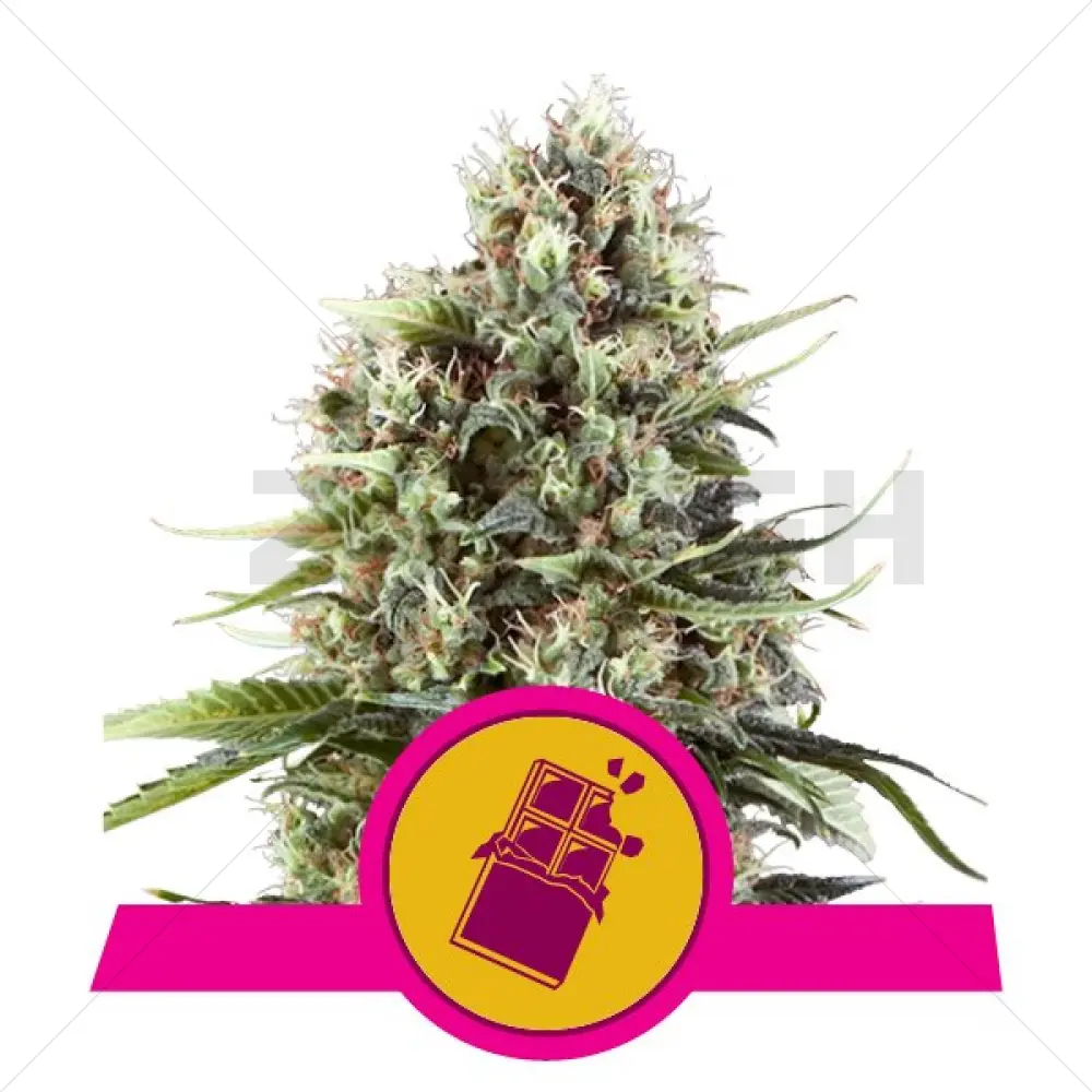 Chocolat Haze (RQS)