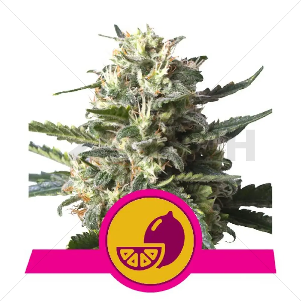 Lemon Shining Silver Haze Féminisé - Royal Queen Seeds