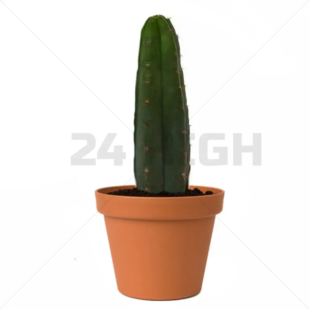 San Pedro Pachanoi (Trichocereus) En Pot Petit 25 CM - 35 CM