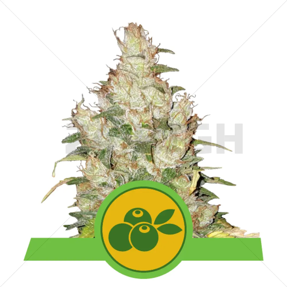 Haze Berry Automatique (RQS)