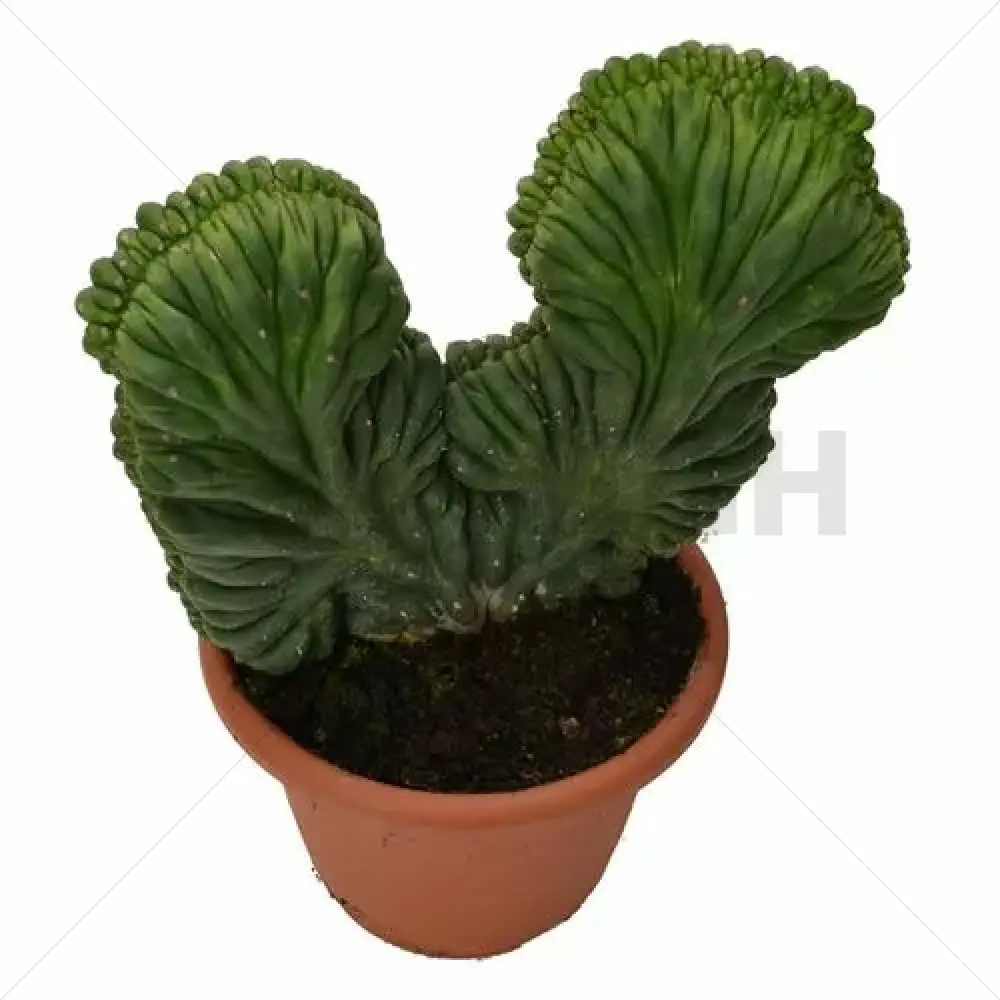 Trichocereus pachanoi - cristata (San Pedro) en pot- Large