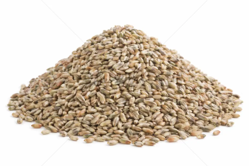 Grain de seigle -1000 GR
