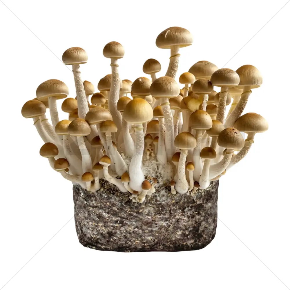 Golden Teacher XL Sac de Culture Magique