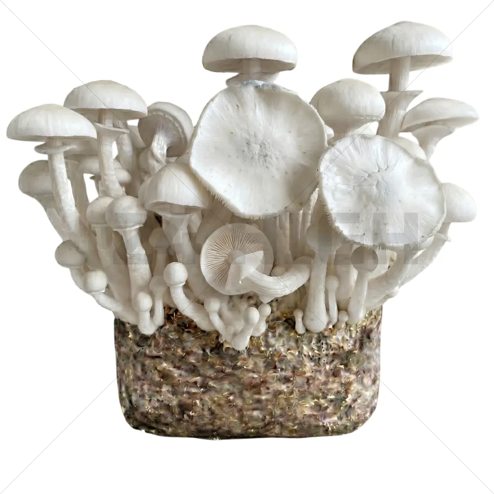 Leucistic JMF (Jedi Mind Fuck) XL Sac de Culture Magique