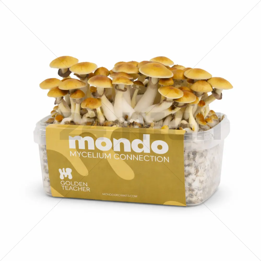 Kit de Culture Mondo Golden Teacher