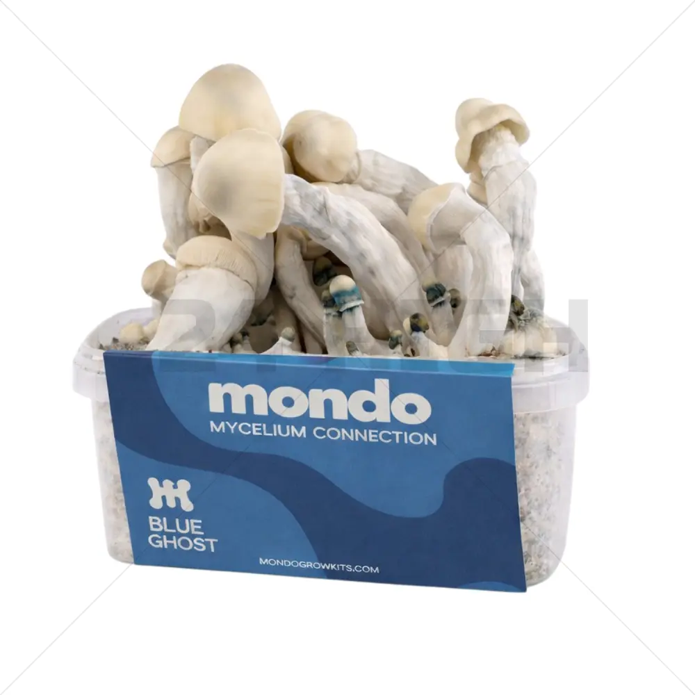 Kit de Culture Mondo Blue Ghost Hybrid