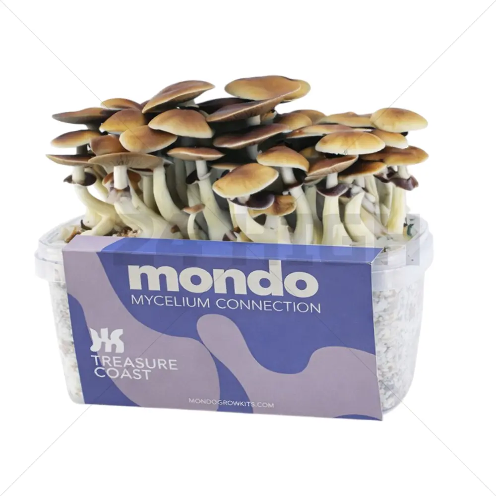Kit de Culture Mondo Treasure Coast