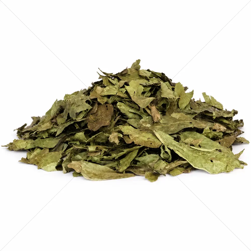 Chacruna (Psychotria viridis) Feuilles – 50 grammes