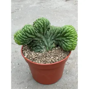 Trichocereus pachanoi - cristata (San Pedro) en pot