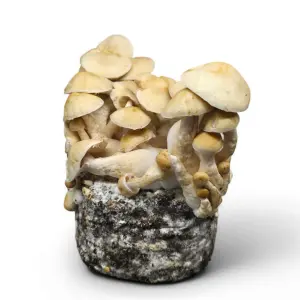Kit de culture de champignons Cascadian Teacher