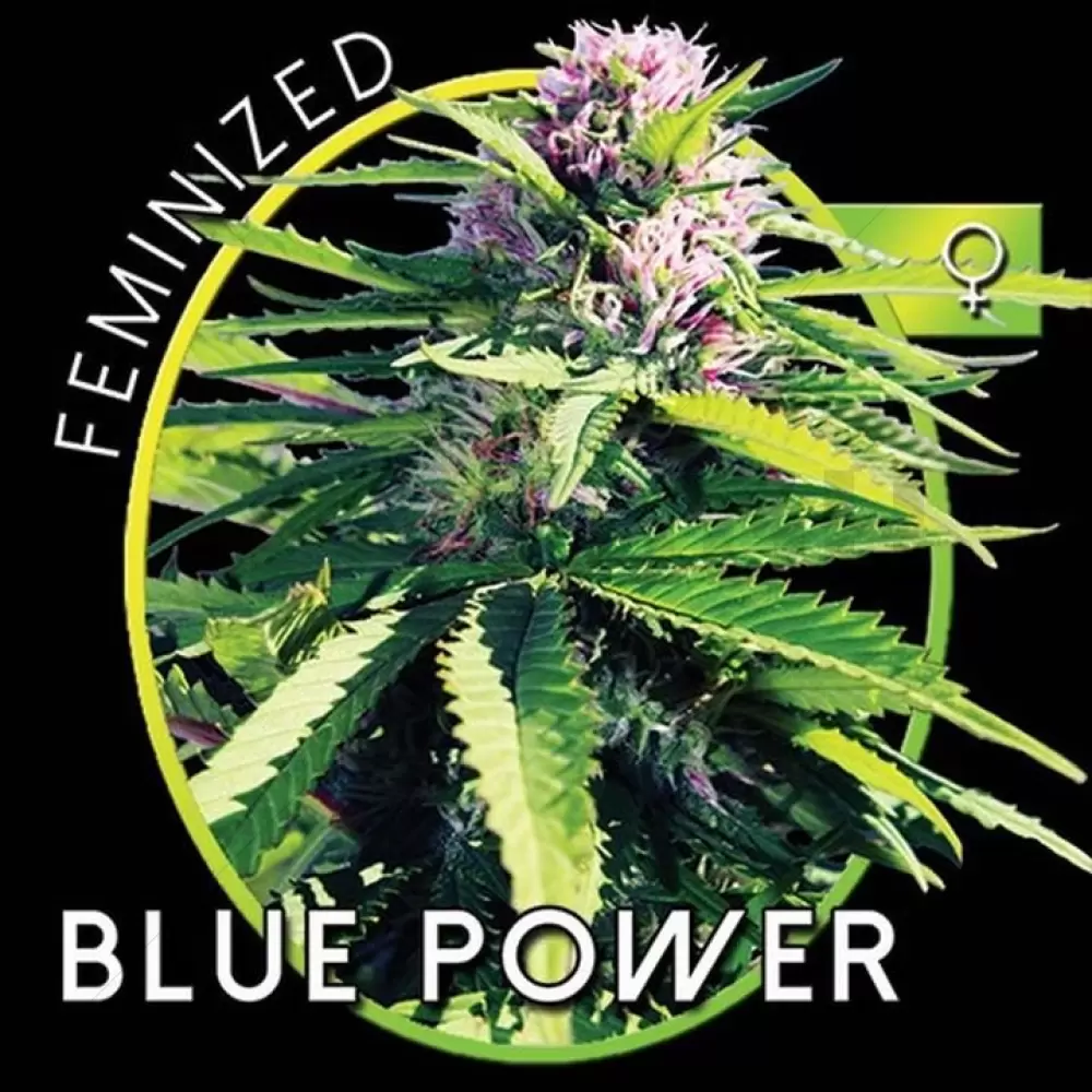 Blue Power (Vision Seeds)