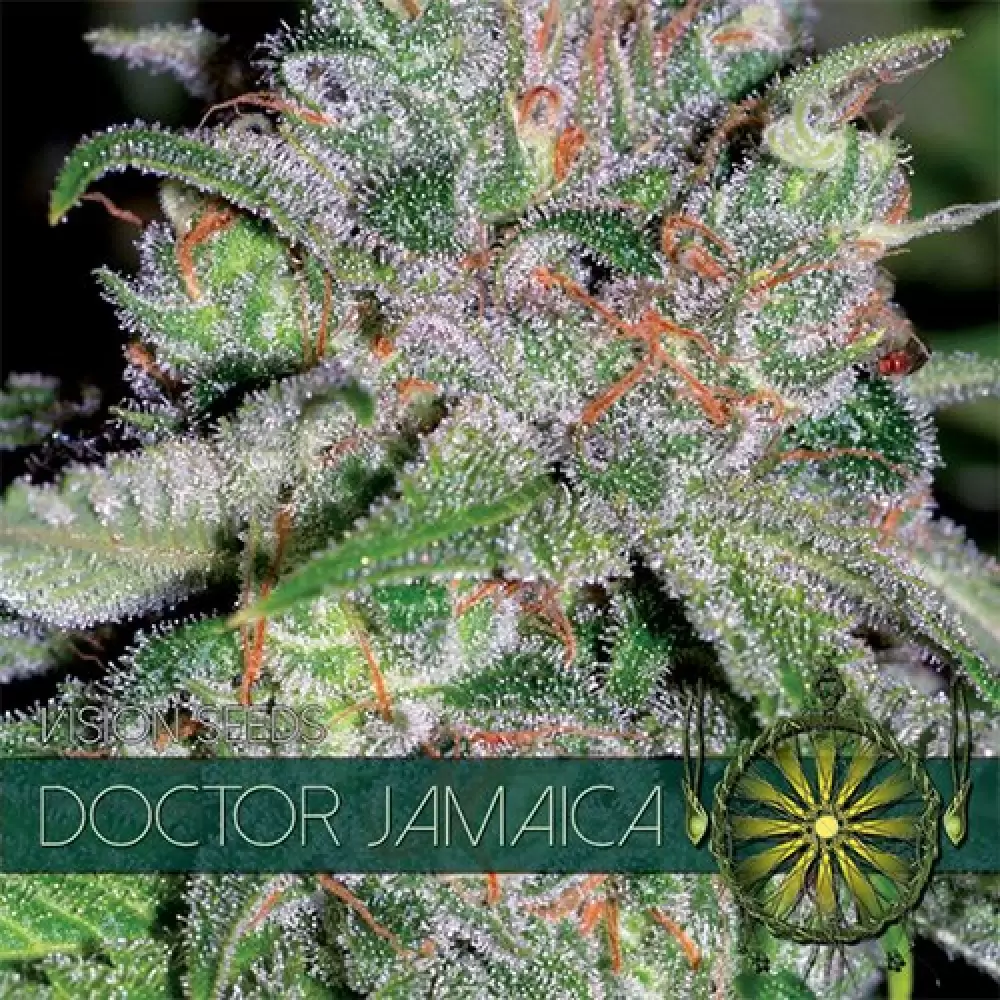 Doctor Jamaica (Vision Seeds) féminisé