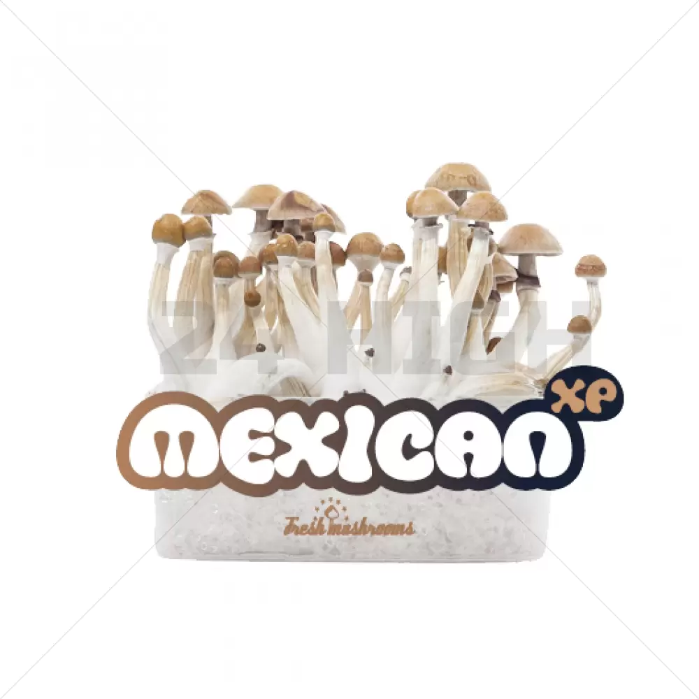 100% Mycélium Kit de Culture FreshMushrooms Mexican