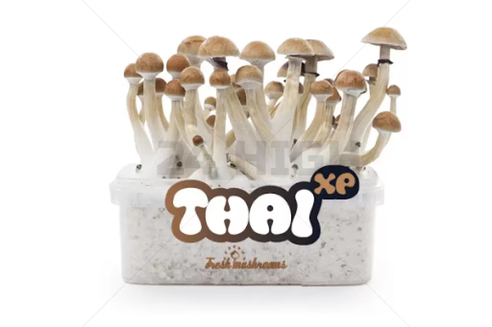 100% Mycélium Kit de Culture FreshMushrooms Thai