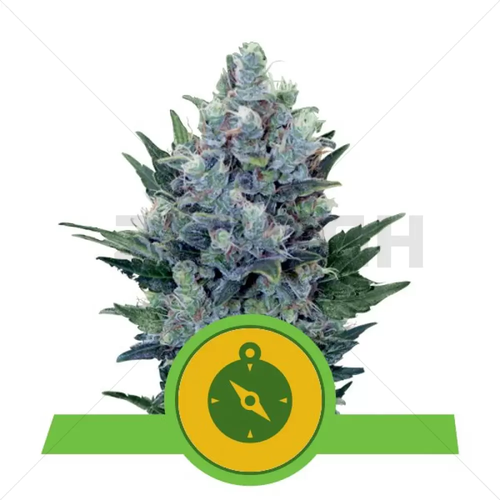 Northern Light Automatic - Royal Queen Seeds
