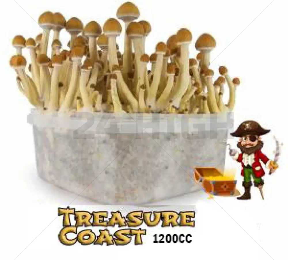 Kit de Culture Mondo Treasure Coast