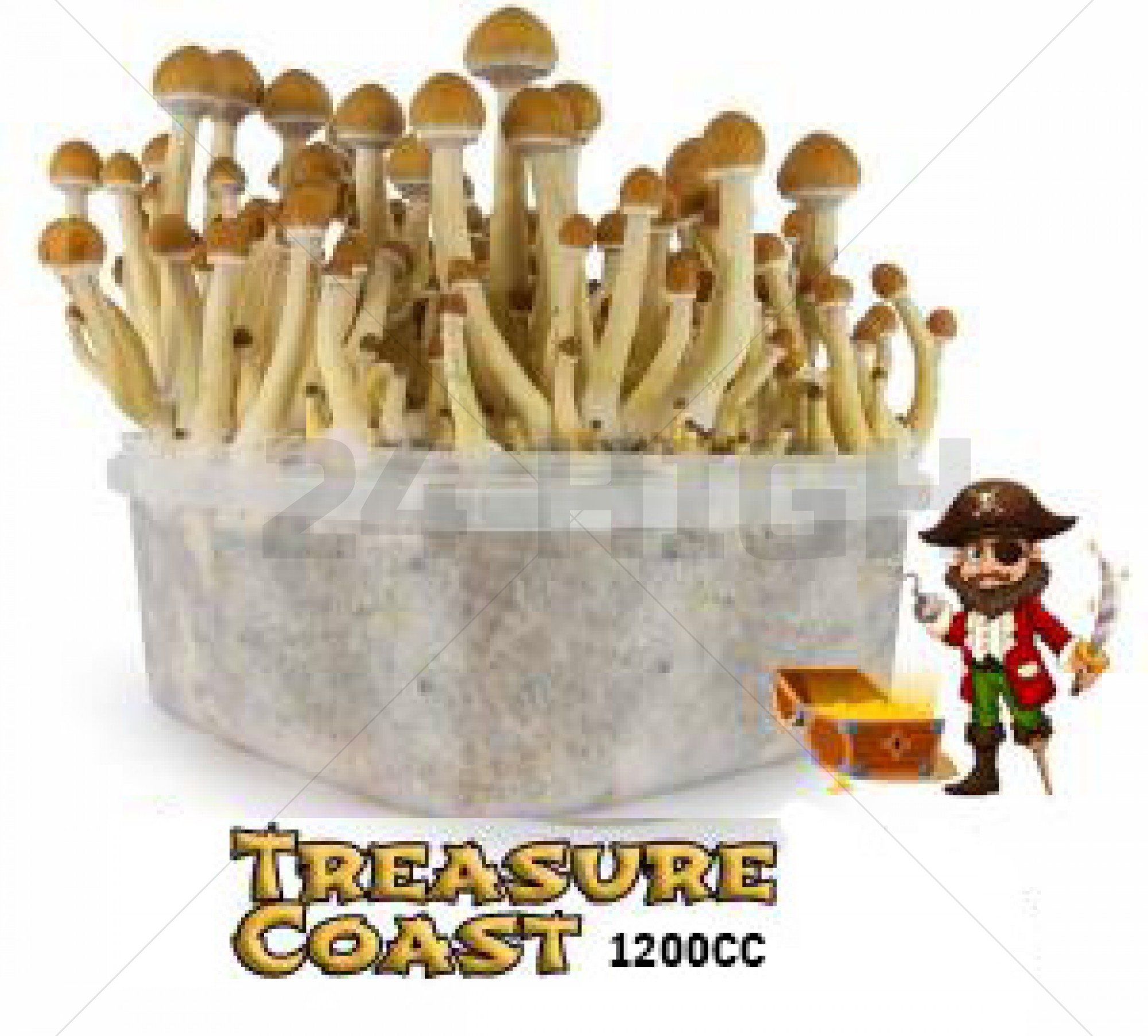 Kit de Culture Mondo Treasure Coast