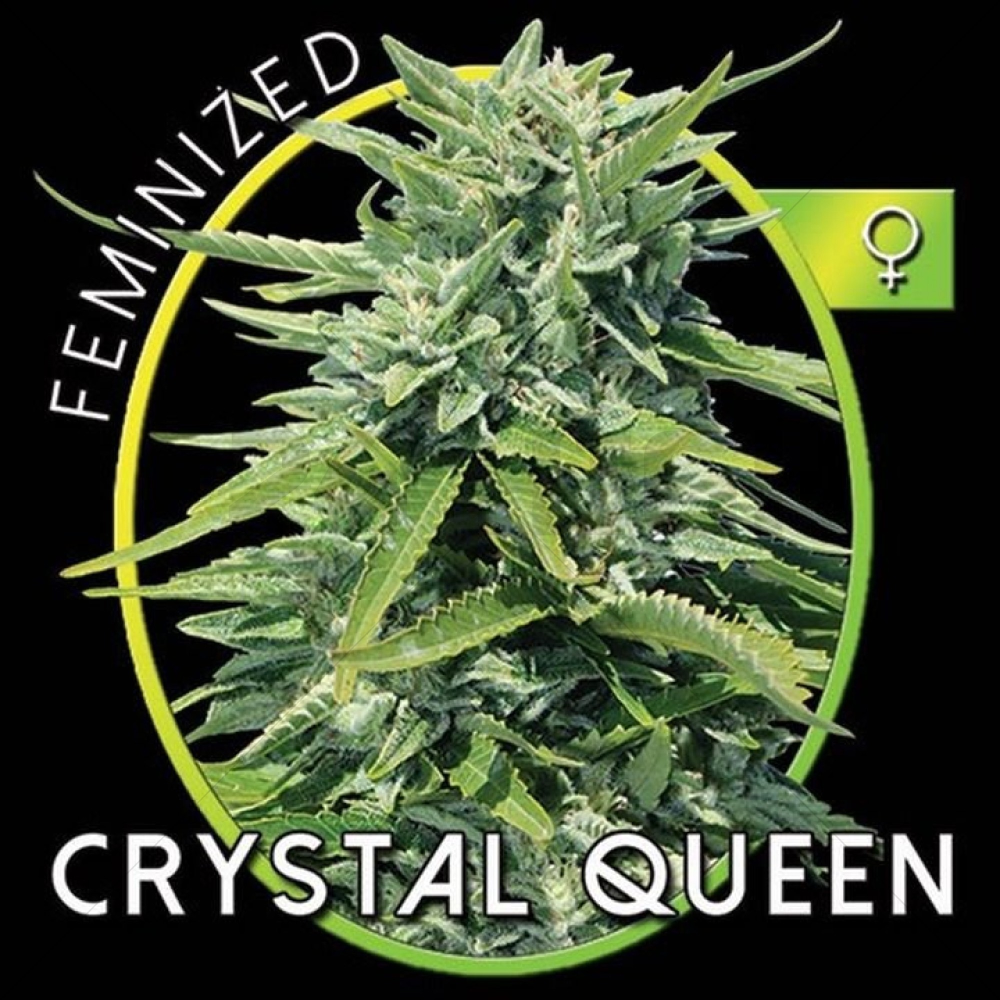 Crystal Queen (Vision Seeds)