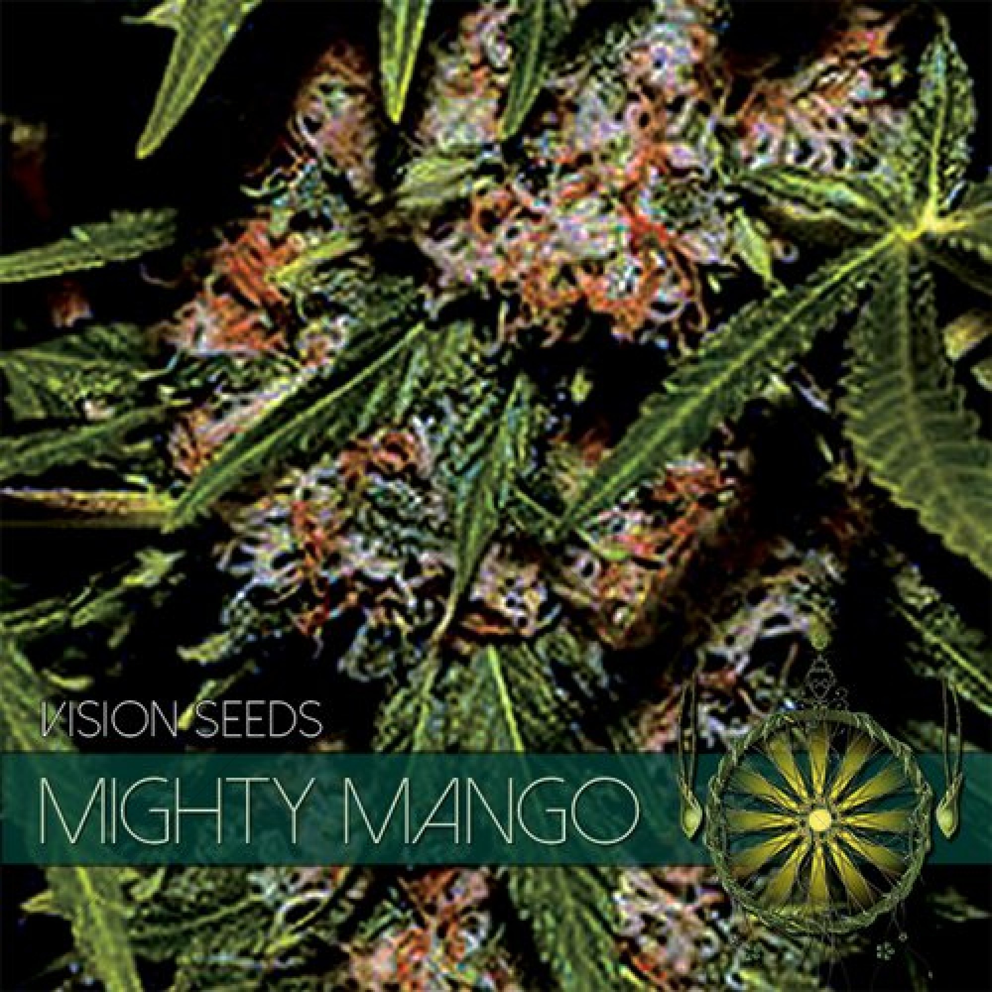 Mighty Mango Bud (Vision Seeds) féminisé