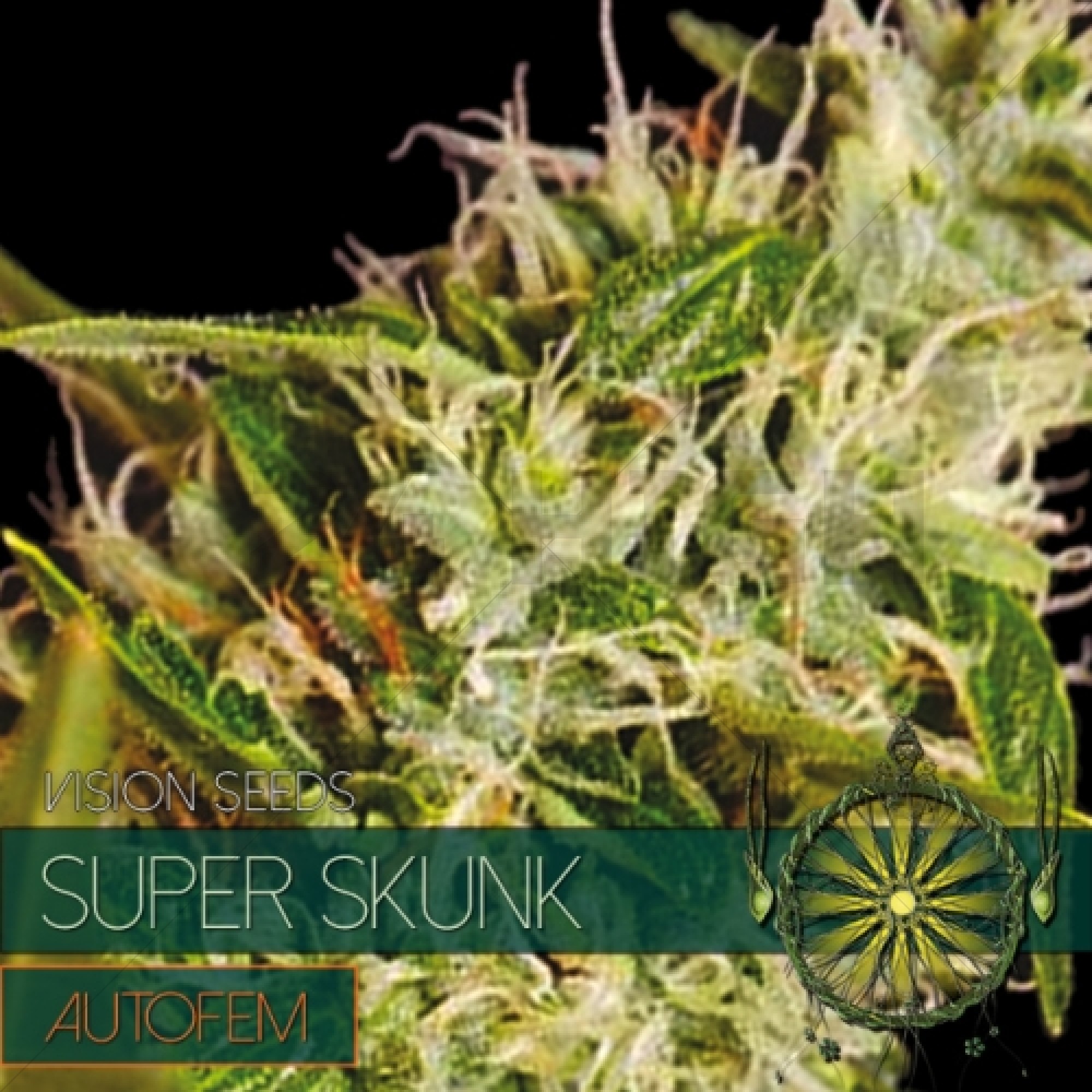 Super Skunk Auto (Vision Seeds)