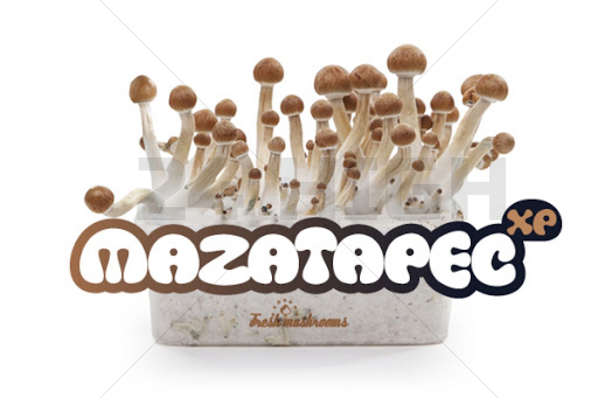 100% Mycélium Kit de Culture FreshMushrooms Mazatapec