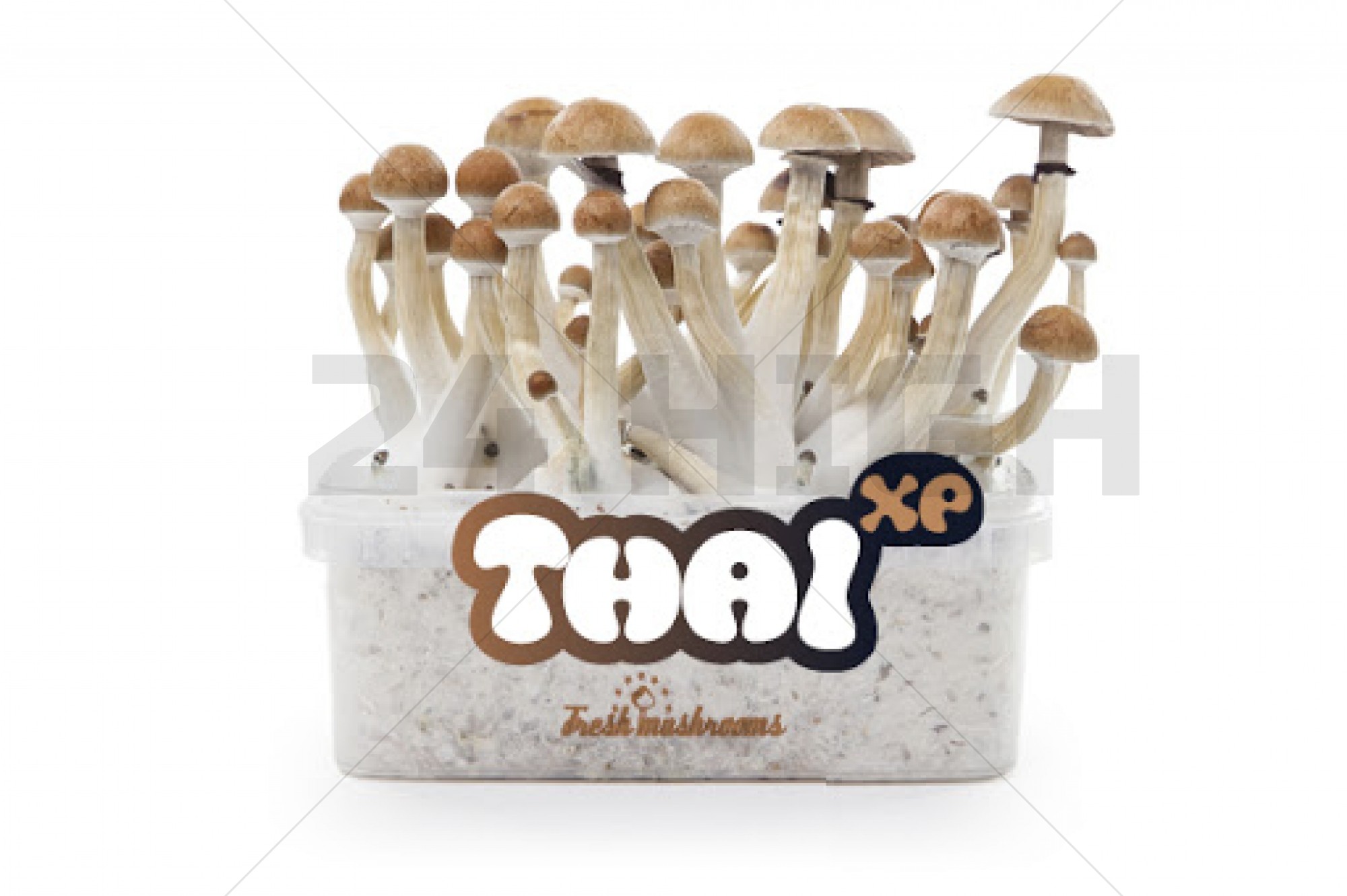 100% Mycélium Kit de Culture FreshMushrooms Thai