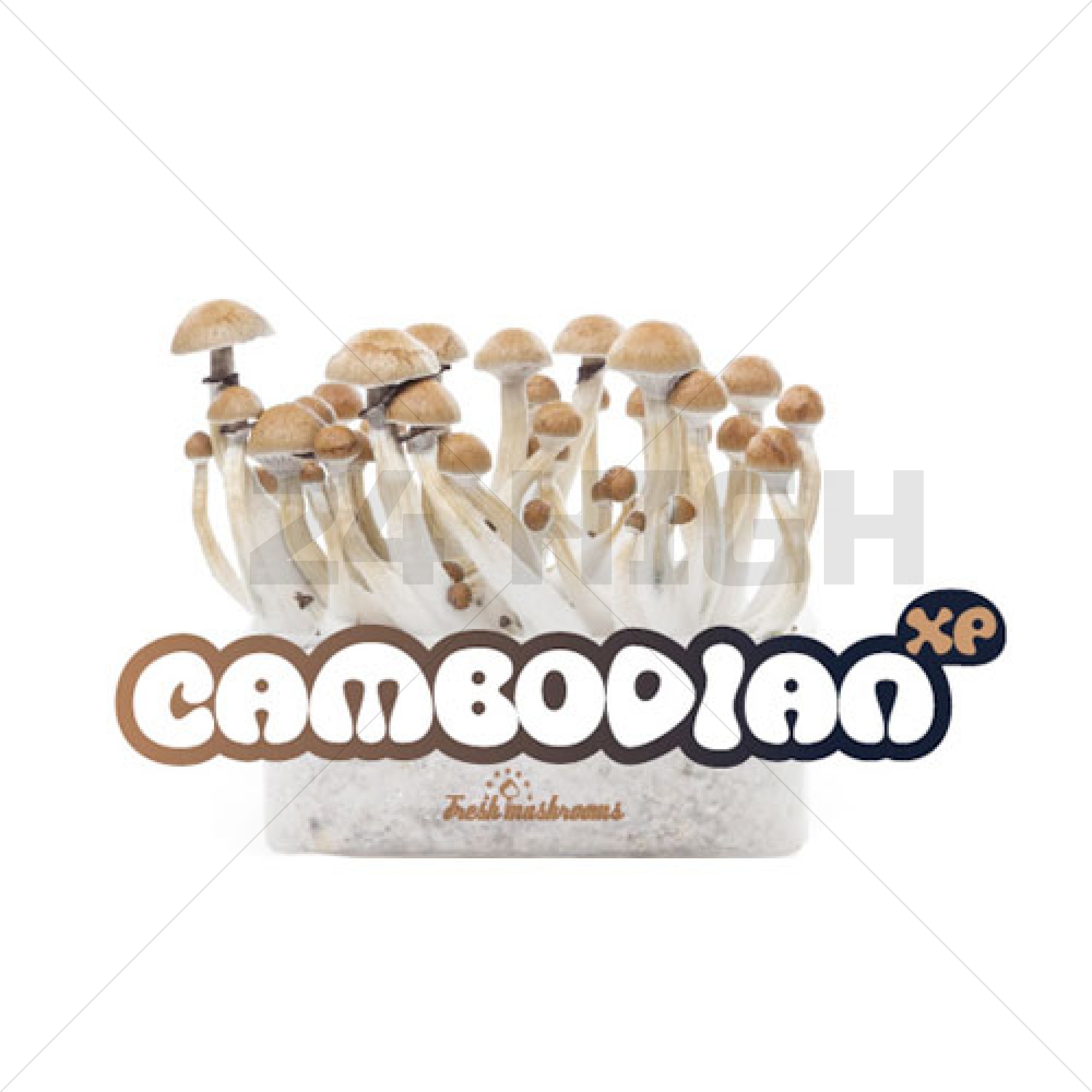 100% Mycélium Kit de Culture FreshMushrooms Cambodian