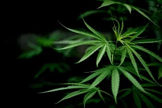 RAPPORT SUR LA CULTURE EXTÉRIEURE DU CANNABIS - PARTIE 2