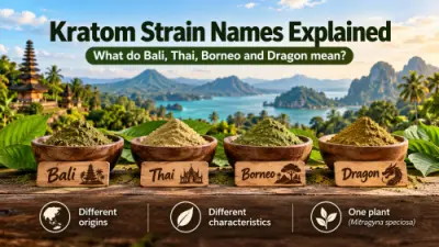 Noms du kratom : que signifient Bali, Thai, Borneo et Dragon ?