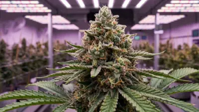 Guide de la floraison du cannabis : cycle lumineux 12/12, étapes, conseils et problèmes courants